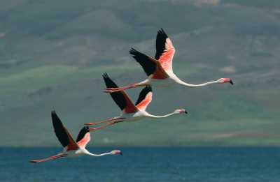 Erçek Gölü Kuş Gözlemciliği